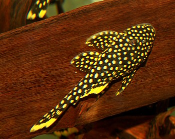 L018 Baryancistrus xanthellus 