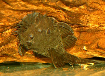 L034 Ancistrus ranunculus Froschkopf-Ancistrus