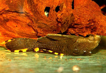 L091 Leporacanthicus triactis Orangesaum-Rsselzahnwels