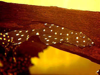 L240 Leproacanthicus spec.  BRILLANT-SPOT