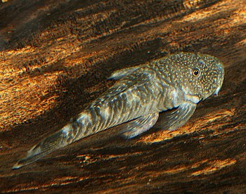 L444 Chaetostoma formosae Kopfpunkt-Gebirgsharnischwels 