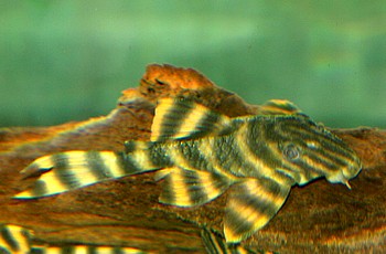 LDA 1 Peckoltia spec 01