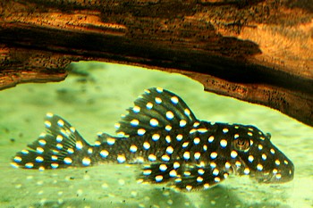 LDA 33 Baryancistrus spec