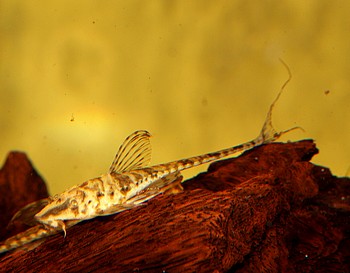 Sturisoma foerschi Hexenwels 