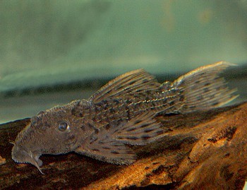 L 160 Pseudacanthicus cf spinosus