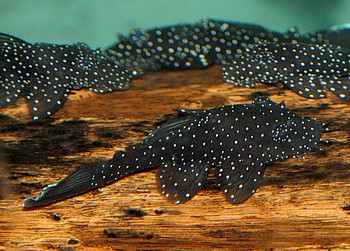 L 181 Ancistrus spec