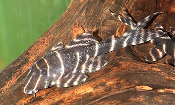 L 204 Panaqolus albivermis Peru-Zebrawels 