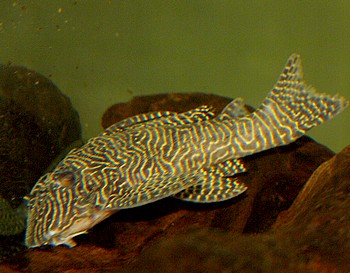 L 260 Hypancistrus spec