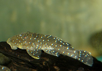 L 31 Parancistrus nudiventris