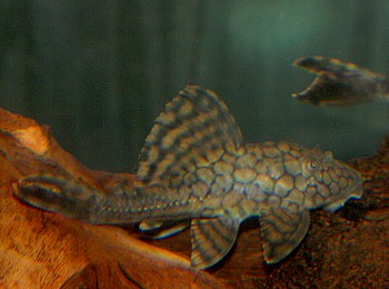 L 37 Hypostomus faveolus
