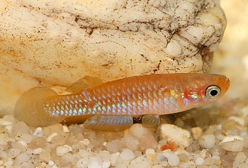 Lacustricola centralis