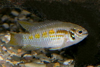 Laetacara araguaiae Buckelkopf-Zwergbuntbarsch