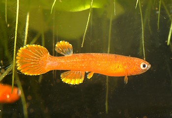 Laimonsemion  leticia 