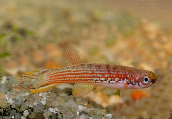 Laimosemion mahdiaensis