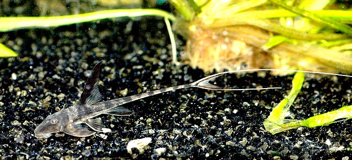 Lamontichthys llanero 