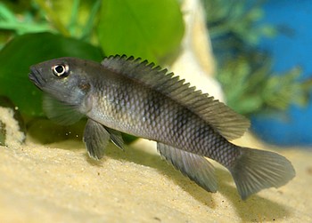 Lamprologus congoensis, Kongo-Grundcichlide