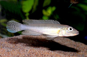 Lamprologus markerti 