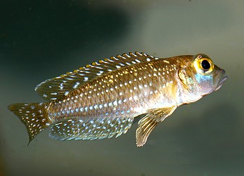 Lamprologus meleagris
