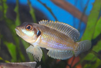 Lamprologus ocellatus 03