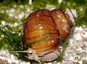 Lanistes cf ovum Braune Apfelschnecke