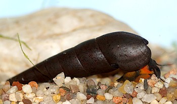 Faunus ater, Lava-Schnecke, Süßwasserschnecke Faunus ater, Lava-Schnecke, Süßwasserschnecke