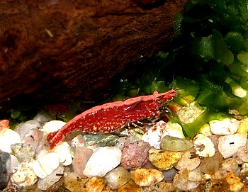 Caridina davidi, Rckenstrichgarnele
