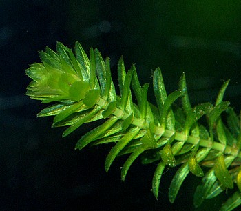 Elodea canadensis, Kanadische Wasserpest