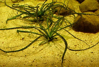 Crinum calamistratum, Krause Hakenlilie