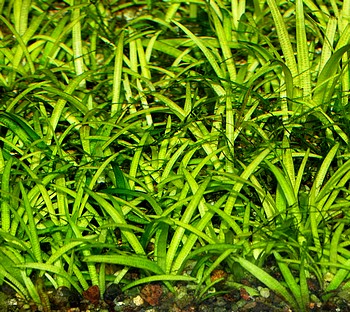 Sagittaria subulata, Kleines Pfeilkraut