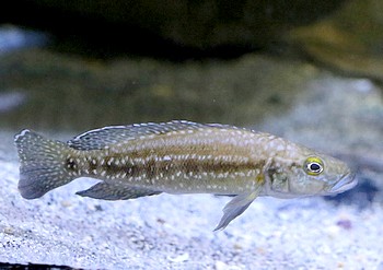 Lepidiolamprologus nkamba 
