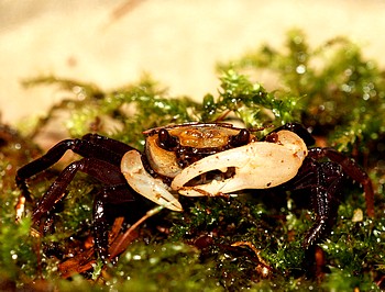 Lepidothelphusa cognetti Totenkpfchen