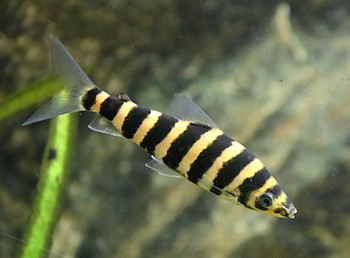 Leporinus affinis Grner Leporinus 