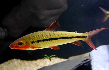 Leporinus brunneus 