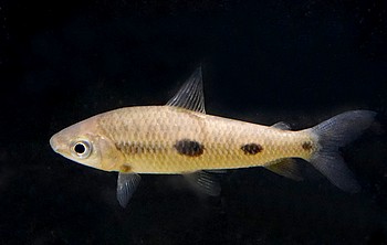 Leporinus cf parae 