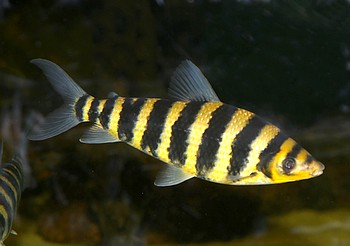 Leporinus fasciatus Gebnderter Engmaulsalmler