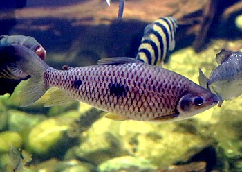 Leporinus friderici 