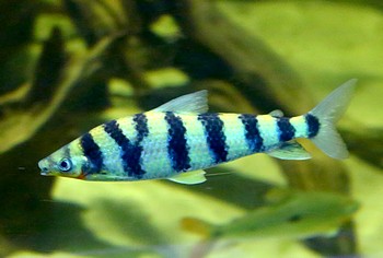 Leporinus yophorus 