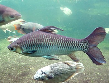 Leptobarbus hoevenii, Siambarbe