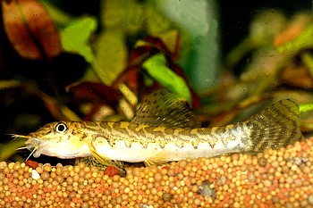 Leptobotia guilinensis Schlankprachtschmerle