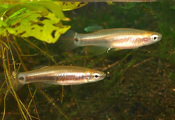 Leptolucania ommata, Wichtelkrpfling