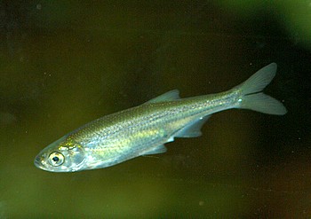 Leucaspius delineatus Moderlieschen