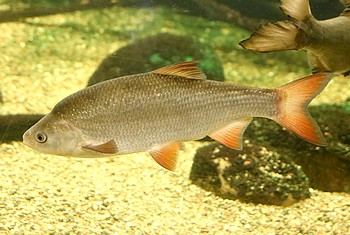 Leuciscus idus Aland