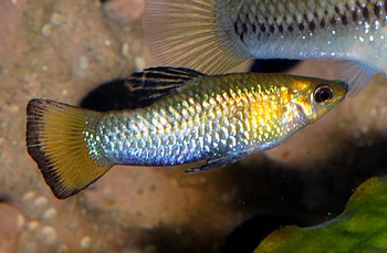 Limia perugiae Perugiakrpfling 