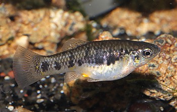 Limia vittata Kubakrpfling 