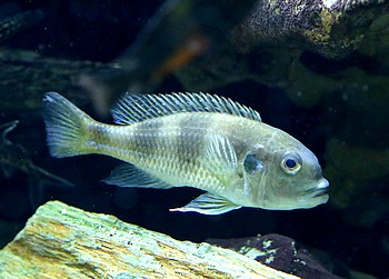 Limnochromis auritus 