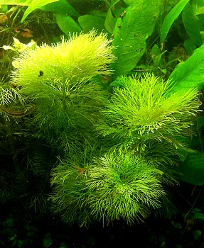 Limnophila aquatica , Riesensumpffreund