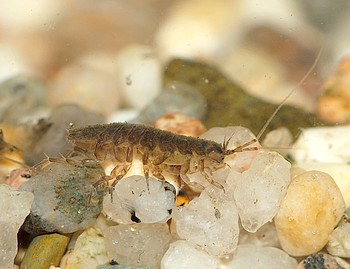 Lnig 2 Juli 2011 Tmpel (2)