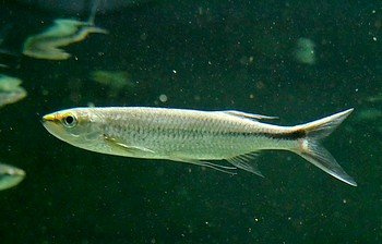 Luciasoma spilapleura Seitenfleck-Hechtkrpfling 