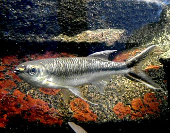 Luciosoma trinema, Hechtbrbling