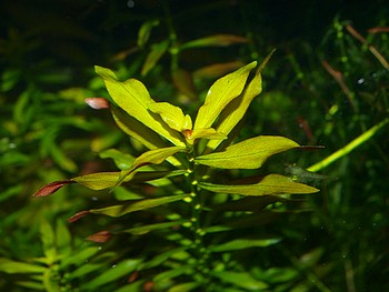Ludwigia repens x L. arcuata